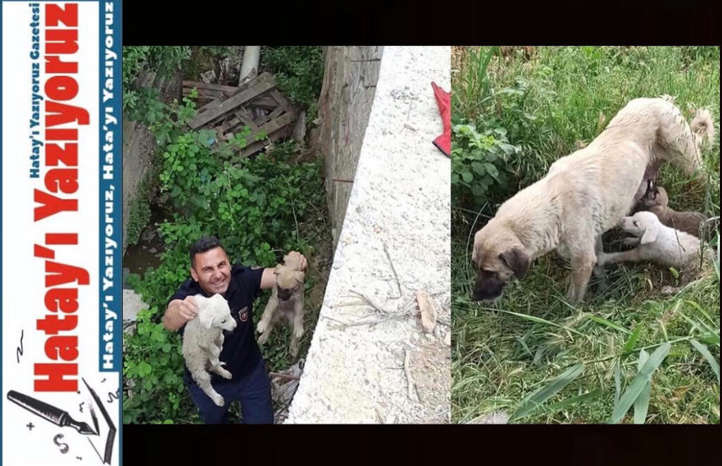 HATAY’DA ANNE KÖPEK KANALA DÜŞEN YAVRULARININ BAŞINDAN AYRILMADI