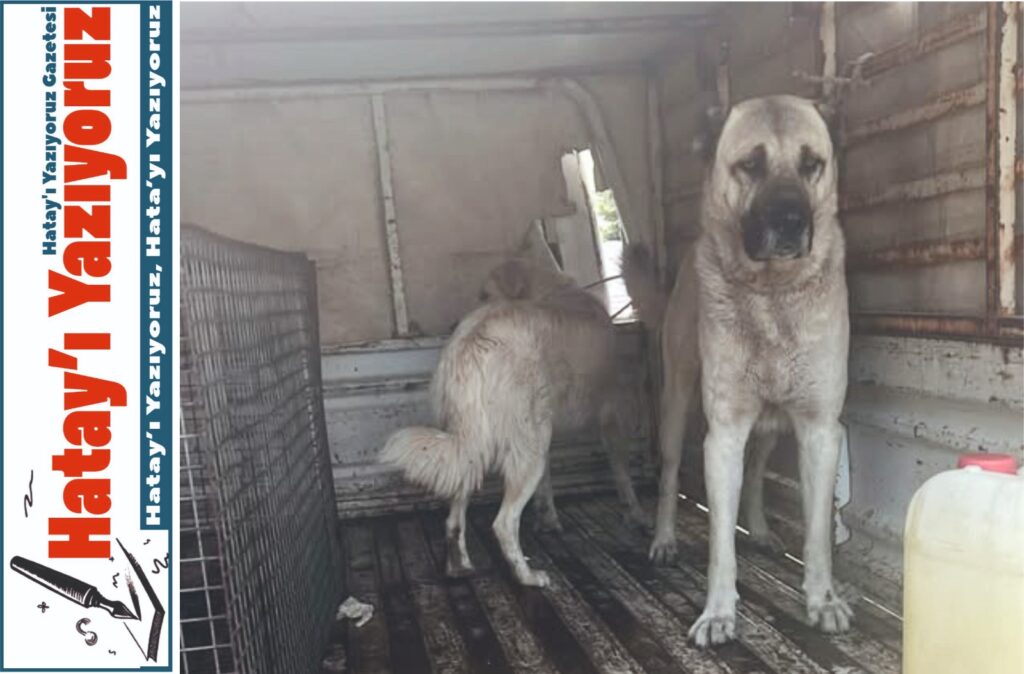 DÖRTYOL DEVLET HASTANESİNİN BAHÇESİNDEKİ KÖPEKLER DÖRTYOL BELEDİYESİ EKİPLERİ TARAFINDAN ALINDI