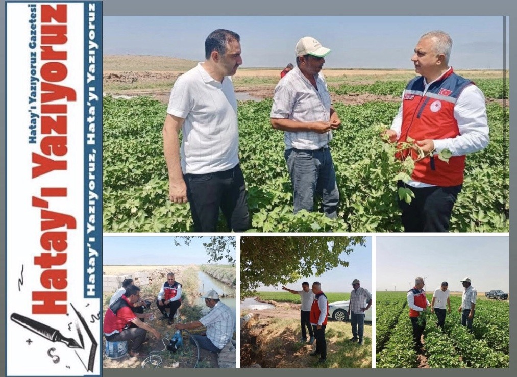 PAMUK TARLALARI İNCELENDİ