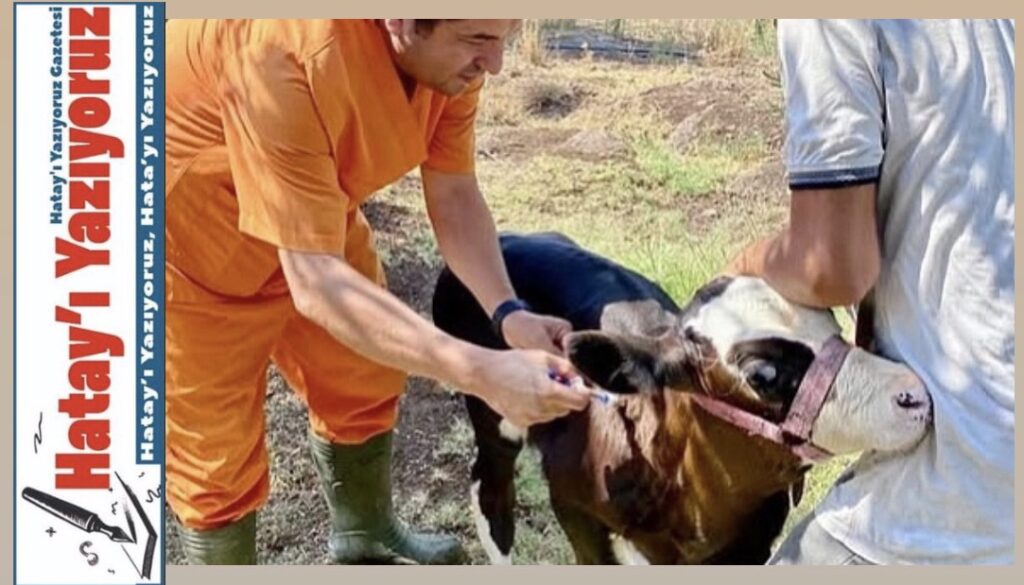 HAYVAN SAĞLIĞI EKİPLERİ SAHADA