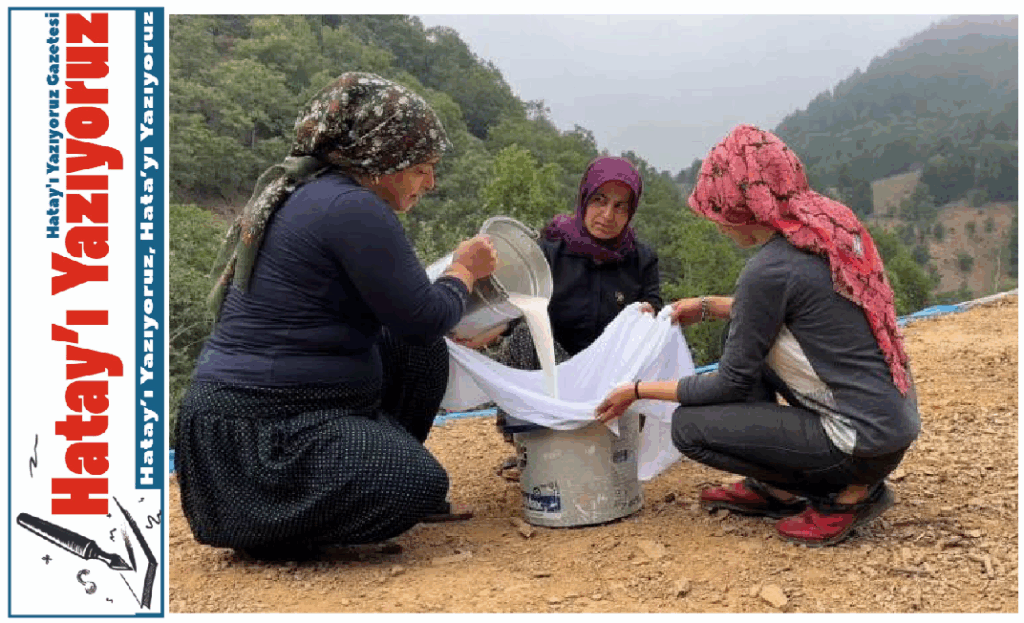 AMANOSLAR’DA ÇAKŞIR PEYNİRİ ZAMANI