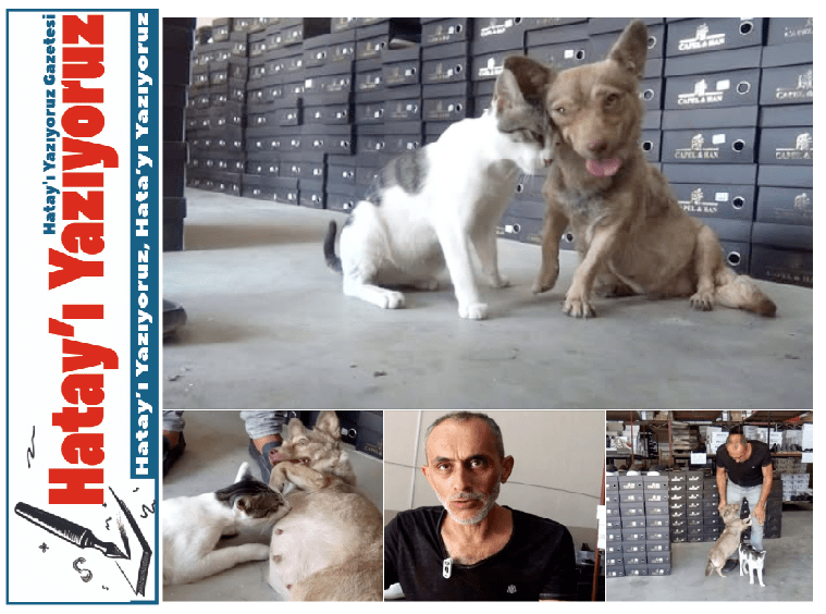DEPREMZEDE KÖPEK, ÇÖPTE BULUNAN YAVRU KEDİYE ANNELİK YAPIYOR