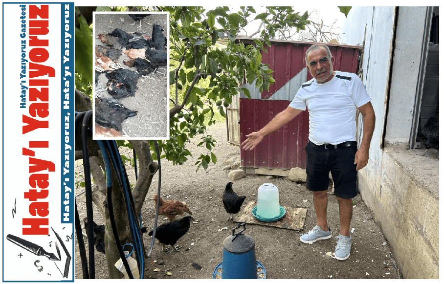 KÜMESE GİREN SOKAK KÖPEKLERİ 70 TAVUĞU TELEF ETTİ
