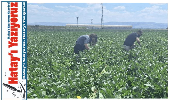HATAY’DA PAMUK VE SOYA EKİLİ ARAZİLER KONTROL EDİLDİ