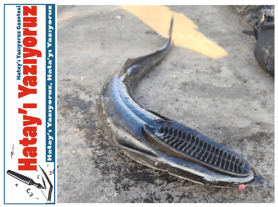 SAMANDAĞ’DA OLTAYA TAKILAN BALIK, GÖRENLERİ ŞAŞIRTTI