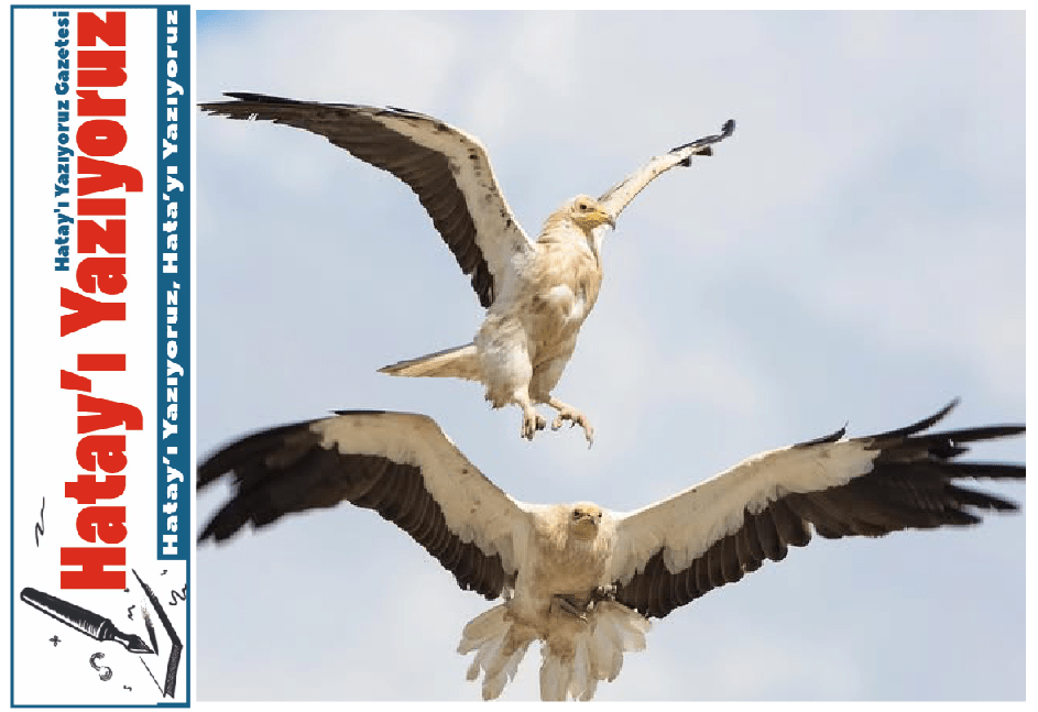 GÖÇMEN KUŞLARIN GÜVENLİ UÇUŞU İÇİN DOĞA DERNEĞİ SAHADA