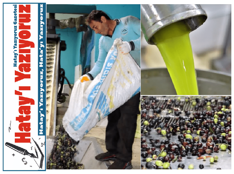 ALTINÖZÜ’NDE ZEYTİNYAĞI SEZONU “VİRA BİSMİLLAH” DİYEREK BAŞLADI