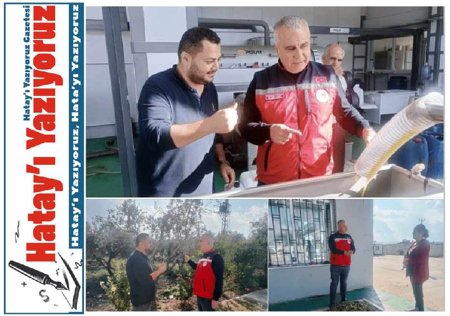 HATAY’DA ZEYTİN HASADI BAŞLADI