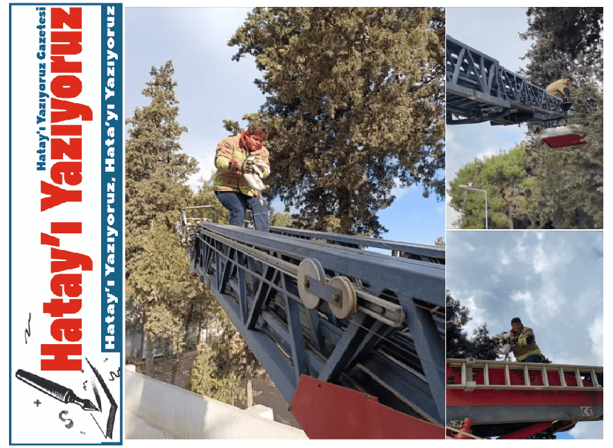 OKULDAKİ AĞAÇTA MAHSUR KALAN KEDİ KURTARILDI