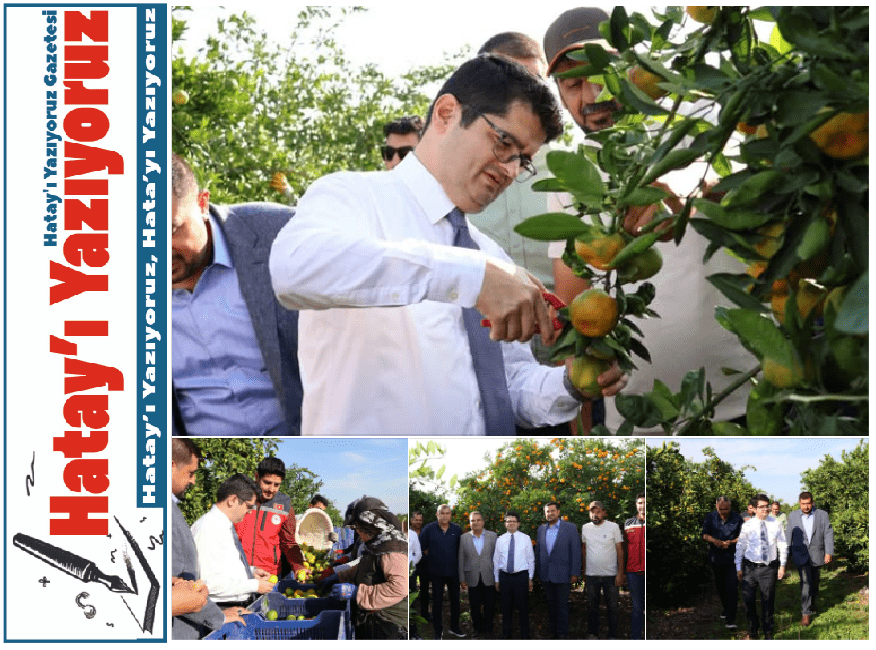 ARSUZ GENELİNDE 2.252 DEKARLIK ALANDA MANDALİNA ÜRETİMİ YAPILIYOR