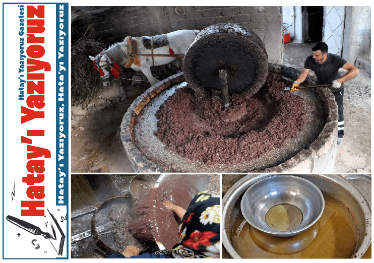 ALTINÖZÜ’NDE ASIRLIK GELENEK YAŞIYOR: SU ZEYTİ ÜRETİMİ BAŞLADI